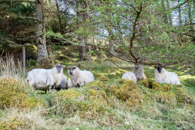 İrlanda 'nın Donegal ilçesinde ormanda koyun otlatıyorlar..