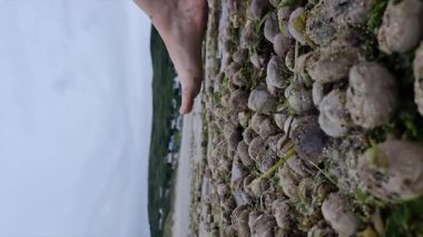 İrlanda, Donegal 'de bir plajda bir sürü deniz kestanesi var..