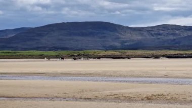 Donegal 'de Ardara ile Portnoo arasında Sheskinmore Doğa Koruma Alanı' nda bir sahilde inekler..