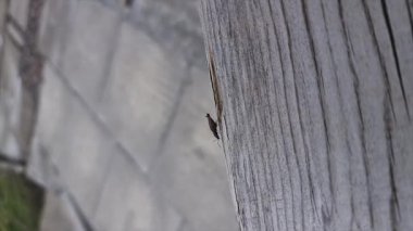 Tahta bir bankta yürüyen bir böcek..