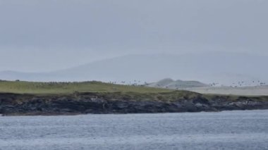 Barnacle Geesese, Branta lökopsis, Portnoo, Donegal, İrlanda 'nın İnishkeel Adası' na iniyor..
