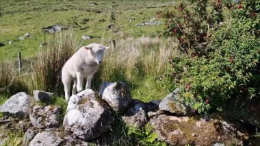 İrlanda 'da yol kenarındaki kaya üzerinde kuzu.
