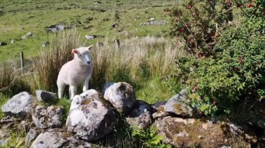 İrlanda 'da yol kenarındaki kaya üzerinde kuzu.