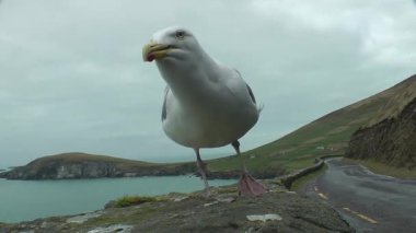 Dunmore Head 'de Blasket Adaları' nda bir martı ve arka planda uyuyan dev, Kerry County, Irland..