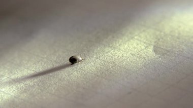 Beyaz bir kağıt üzerinde bir insandan alınan kene..