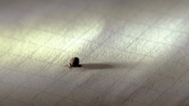 Beyaz bir kağıt üzerinde bir insandan alınan kene..