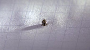 Beyaz bir kağıt üzerinde bir insandan alınan kene..