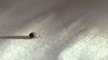 Beyaz bir kağıt üzerinde bir insandan alınan kene..