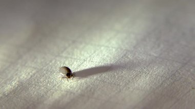 Beyaz bir kağıt üzerinde bir insandan alınan kene..