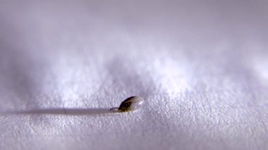 Beyaz bir kağıt üzerinde bir insandan alınan kene..