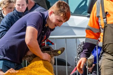 MEENACES, COUNTY DONEGAL, IRELAND - AĞUSTOS 04 2025: Meencross Tarım Fuarı sırasında koyun bölümünde çok çalışan çiftçiler.