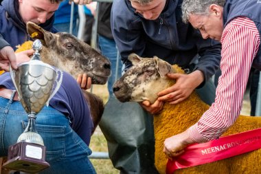 MEENAÇOCU, İRELYA, İREVASYON - 04 2025: Yeni AĞUSTOS Ticari ve Yedek Şampiyon Charlie Kerr Meencross Tarım Fuarı 'nda hazırlanıyor.