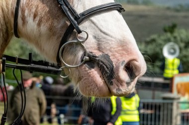 At suratını ve koşumunu kapat..