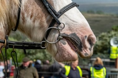 At suratını ve koşumunu kapat..