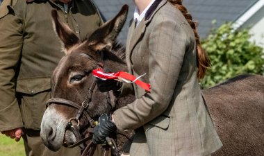 MEENACES, COUNTY DONEGAL, IRELAND - AĞUSTOS 04 2025: Mary Ann Elliott Meencross Tarım Fuarı 'ndaki eşeği ile birincilik ödülünü kazanıyor.