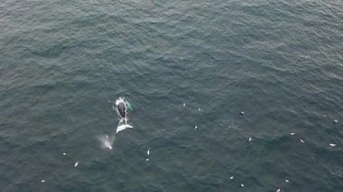 Kambur Balina, Megaptera novaeangliae, İrlanda Donegal Körfezi 'nde dalış.