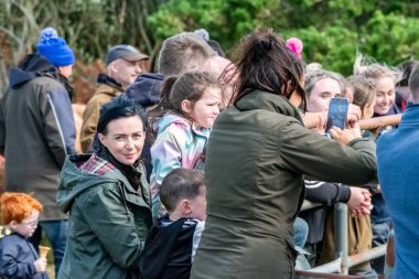 MEENACİS, İKİNCİ DONEGAL, İRELAND - 4 AĞUSTOS 2025: İnek bölümü Meencross Tarım Fuarı sırasında eğleniyor.