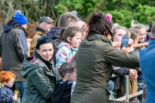 MEENACİS, İKİNCİ DONEGAL, İRELAND - 4 AĞUSTOS 2025: İnek bölümü Meencross Tarım Fuarı sırasında eğleniyor.