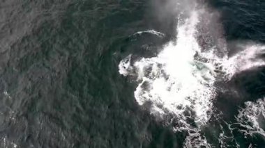 Kambur Balinalar, Megaptera novaeangliae, İrlanda Donegal Körfezi 'nde büyük bir sıçrama yapıyor..