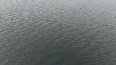 Balaenoptera physalus, Donegal Bay, İrlanda 'da avlanan iki yüzgeçli balina görüntüsü..