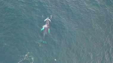 Kambur Balinalar, Megaptera novaeangliae, İrlanda Donegal Körfezi 'nde Bubble-Net beslenme.