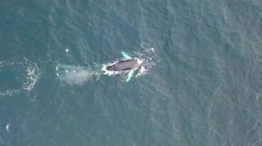 Kambur Balinalar, Megaptera novaeangliae, İrlanda Donegal Körfezi 'nde Bubble-Net beslenme.