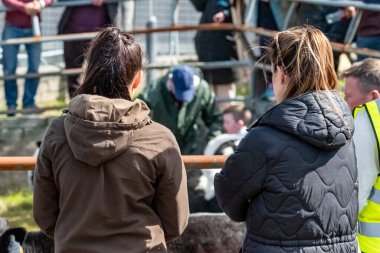 MEENACİS, İKİNCİ DONEGAL, İRELAND - 4 AĞUSTOS 2025: İnek bölümü Meencross Tarım Fuarı sırasında eğleniyor.