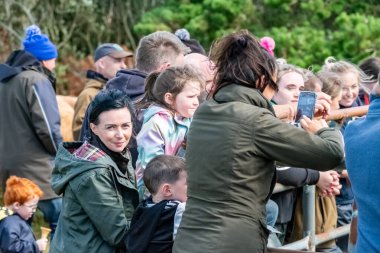 MEENACİS, İKİNCİ DONEGAL, İRELAND - 4 AĞUSTOS 2025: İnek bölümü Meencross Tarım Fuarı sırasında eğleniyor.