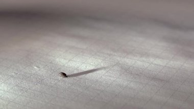 Beyaz bir kağıt üzerinde bir insandan alınan kene..