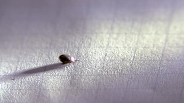 Beyaz bir kağıt üzerinde bir insandan alınan kene..