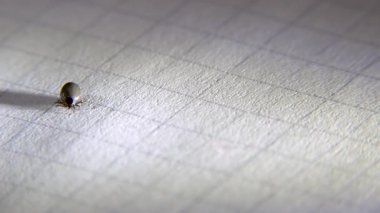 Beyaz bir kağıt üzerinde bir insandan alınan kene..