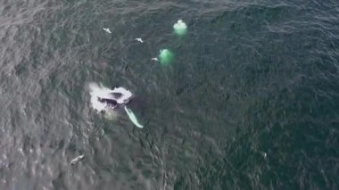 Kambur Balinalar, Megaptera novaeangliae, İrlanda Donegal Körfezi 'nde saldırıyor..