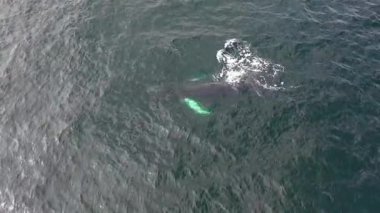 Kambur Balinalar, Megaptera novaeangliae, İrlanda Donegal Körfezi 'nde büyük bir sıçrama yapıyor..