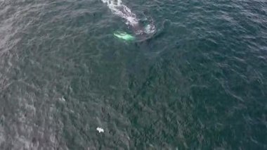 Kambur Balinalar, Megaptera novaeangliae, İrlanda Donegal Körfezi 'nde saldırıyor..