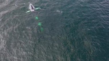 Kambur Balinalar, Megaptera novaeangliae, İrlanda Donegal Körfezi 'nde saldırıyor..