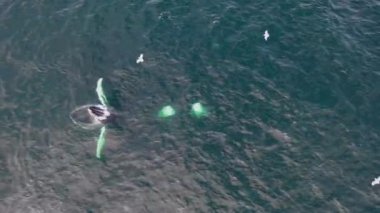 Kambur Balinalar, Megaptera novaeangliae, İrlanda Donegal Körfezi 'nde saldırıyor..