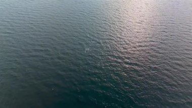 Balaenoptera physalus, Donegal Bay, İrlanda 'da avlanan iki yüzgeçli balina görüntüsü..