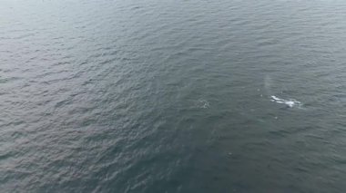 Balaenoptera physalus, Donegal Bay, İrlanda 'da avlanan iki yüzgeçli balina görüntüsü..