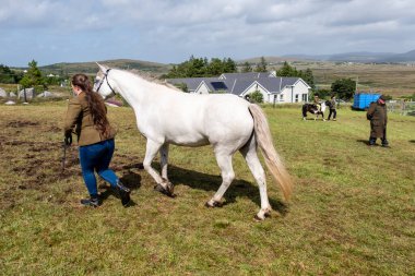 MEENAÇOCU, İRELYA, İRETİLYA - 4 AĞUSTOS 2025: Casey-Lee Hegarty Meencross Tarım Fuarı 'nın en büyük midillisi ödülüne gidiyor.-