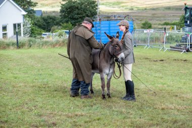 MEENACES, COUNTY DONEGAL, IRELAND - AĞUSTOS 04 2025: Mary Ann Elliott Meencross Tarım Fuarı 'ndaki eşeği ile birincilik ödülünü kazanıyor.