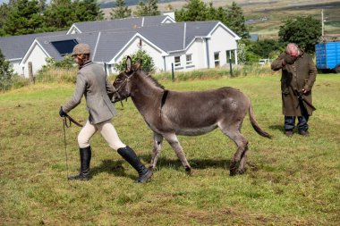 MEENACES, COUNTY DONEGAL, IRELAND - AĞUSTOS 04 2025: Mary Ann Elliott Meencross Tarım Fuarı 'ndaki eşeği ile birincilik ödülünü kazanıyor.