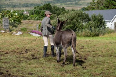 MEENACES, COUNTY DONEGAL, IRELAND - AĞUSTOS 04 2025: Mary Ann Elliott Meencross Tarım Fuarı 'ndaki eşeği ile birincilik ödülünü kazanıyor.