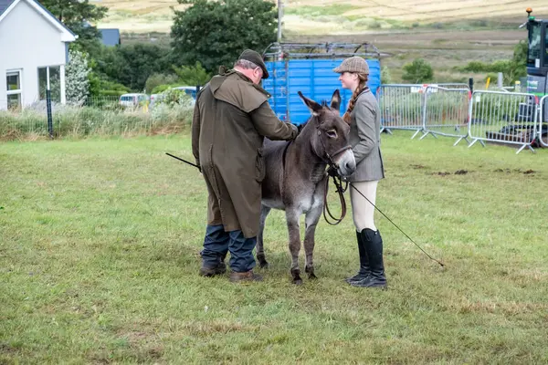 MEENACES, COUNTY DONEGAL, IRELAND - AĞUSTOS 04 2025: Mary Ann Elliott Meencross Tarım Fuarı 'ndaki eşeği ile birincilik ödülünü kazanıyor.