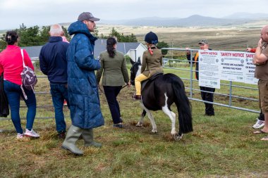 MEENACES, İKİNCİ DONEGAL, İRELAND - 4 AĞUSTOS 2025: Brooke O Brien Meencross Tarım Fuarı 'na hazırlanıyor.