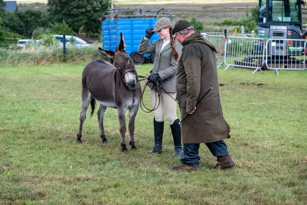 MEENACES, COUNTY DONEGAL, IRELAND - AĞUSTOS 04 2025: Mary Ann Elliott Meencross Tarım Fuarı 'ndaki eşeği ile birincilik ödülünü kazanıyor.