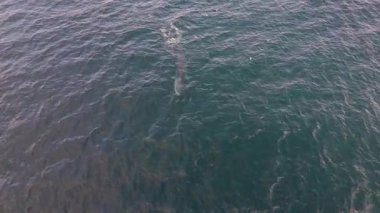 Yüzgeç balinası, Balaenoptera physalus 'un havadan görüntüsü, İrlanda Donegal Körfezi' nde avlanıyor..