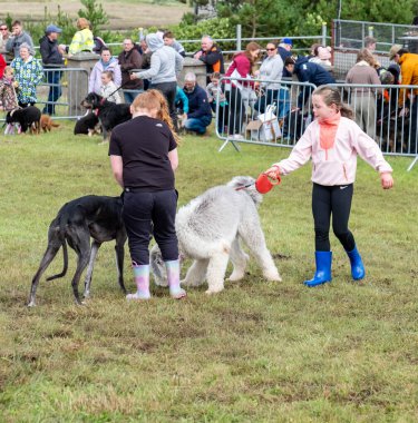 MEENACİL, İKİNCİ DONEGAL, İRELAND - 4 AĞUSTOS 2025: Köpek bölümünün katılımcıları Meencross Tarım Fuarı 'nın tadını çıkarıyorlar.