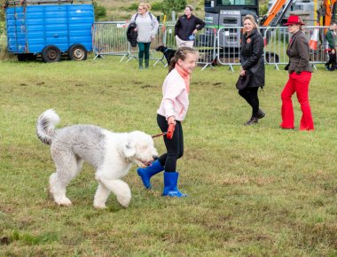 MEENACİL, İKİNCİ DONEGAL, İRELAND - 4 AĞUSTOS 2025: Köpek bölümünün katılımcıları Meencross Tarım Fuarı 'nın tadını çıkarıyorlar.