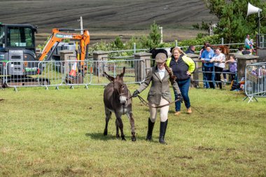 MEENACES, COUNTY DONEGAL, IRELAND - AĞUSTOS 04 2025: Mary Ann Elliott Meencross Tarım Fuarı 'ndaki eşeği ile birincilik ödülünü kazanıyor.