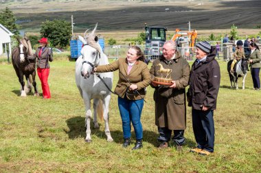 MEENACSİZ, İRELYA, İRETİLYA - 4 AĞUSTOS 2025 Casey-Lee Hegarty Meencross Tarım Fuarı 'nın en büyük midillisi ödülünü kazandı-